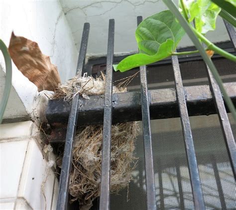 鳥巢怎麼處理|鳥害防治！如何防止鳥築巢？友善驅鳥、防鳥方法推薦